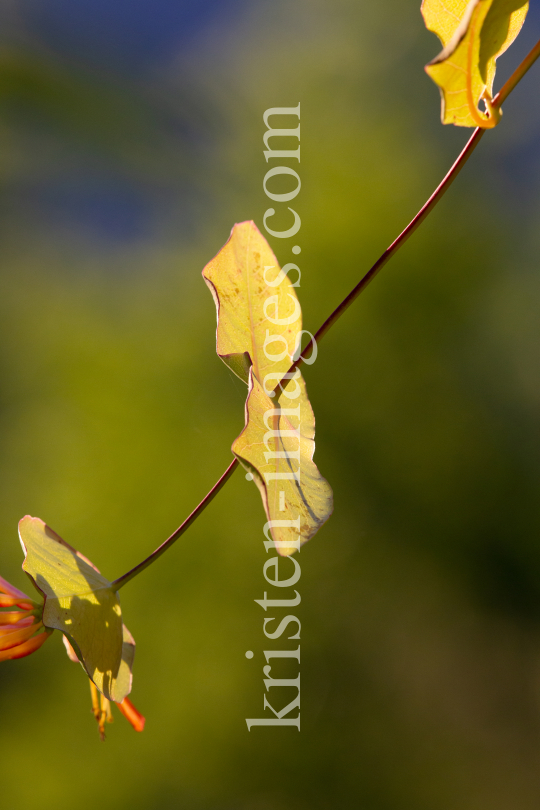 Blätter des Gartengeißblatts / Lonicera caprifolium by kristen-images.com