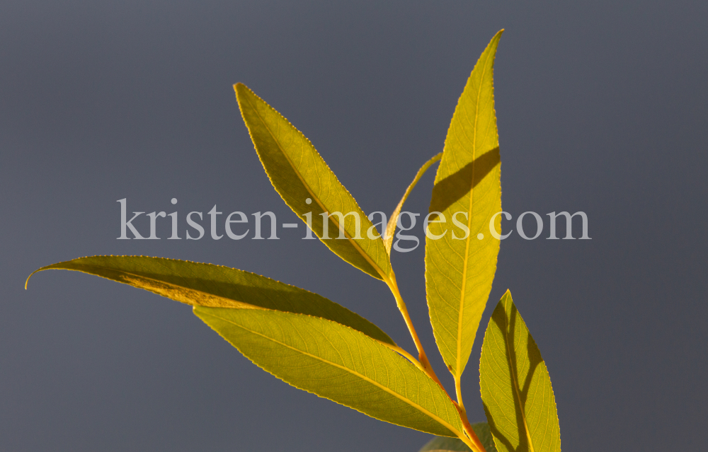 Blätter der Goldweide by kristen-images.com