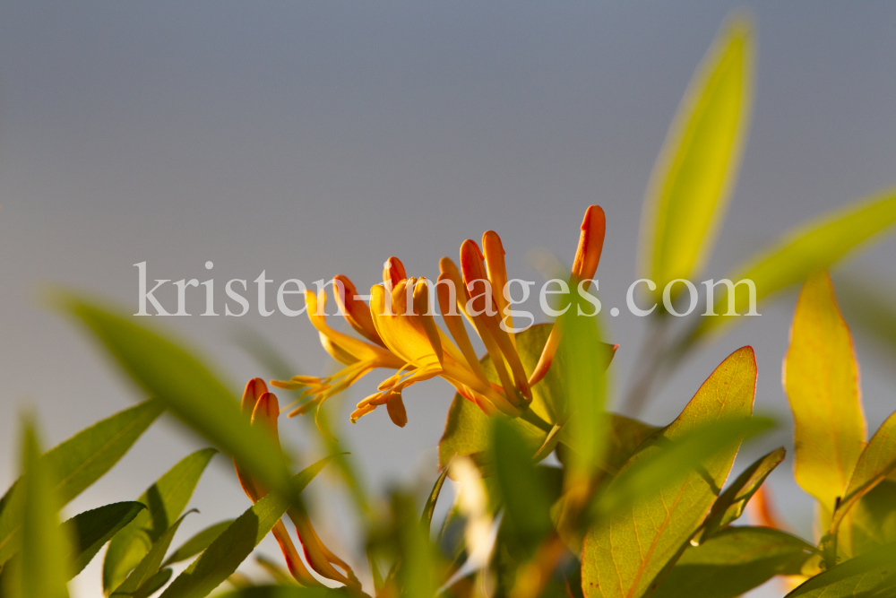 Blüten des Gartengeißblatts / Lonicera caprifolium by kristen-images.com