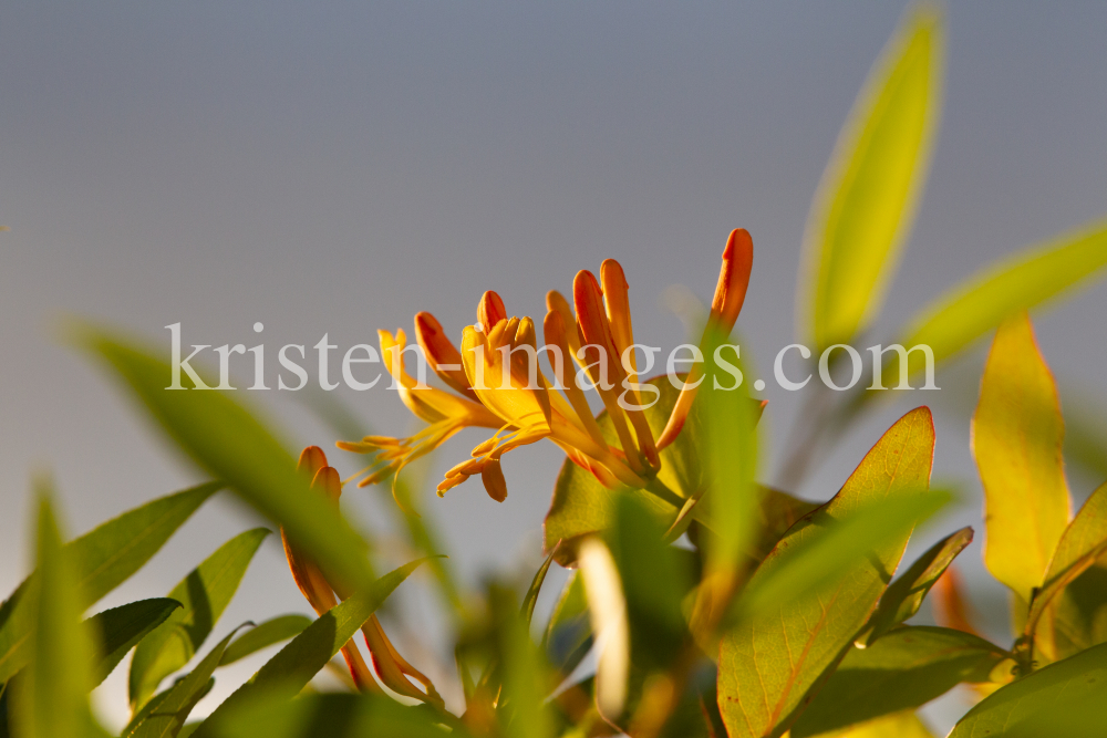 Blüten des Gartengeißblatts / Lonicera caprifolium by kristen-images.com
