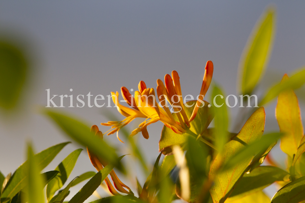 Blüten des Gartengeißblatts / Lonicera caprifolium by kristen-images.com