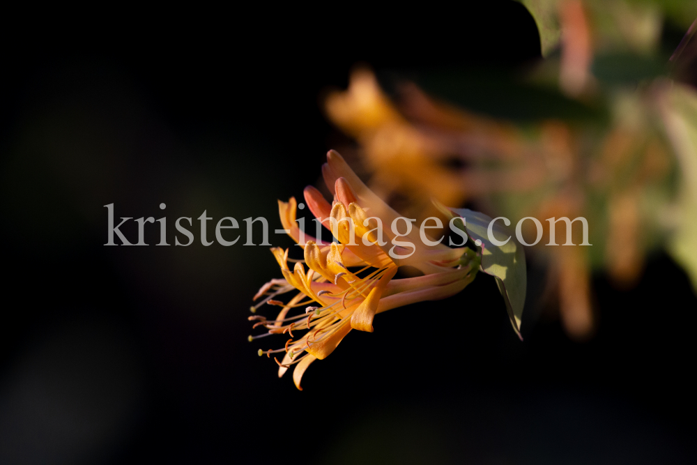 Blüten des Gartengeißblatts / Lonicera caprifolium by kristen-images.com