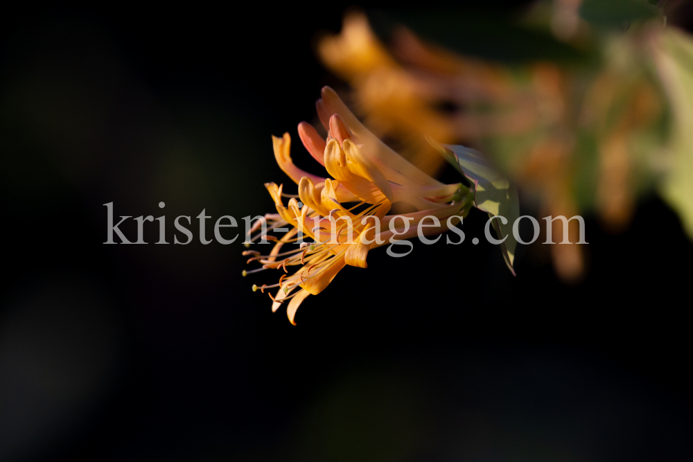 Blüten des Gartengeißblatts / Lonicera caprifolium by kristen-images.com