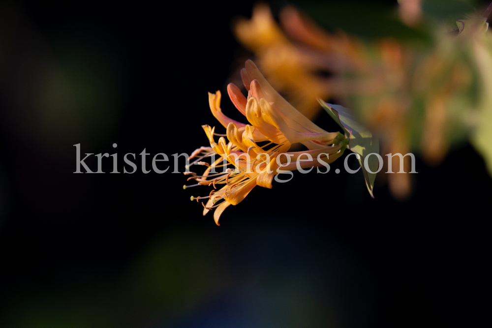 Blüten des Gartengeißblatts / Lonicera caprifolium by kristen-images.com