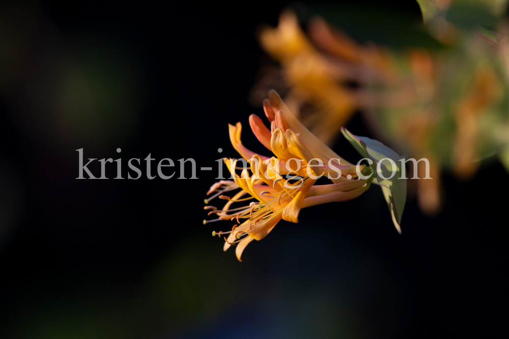 Blüten des Gartengeißblatts / Lonicera caprifolium by kristen-images.com