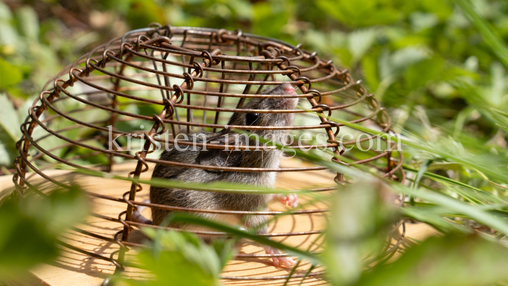 Maus in der Mausefalle / Innsbruck, Tirol, Austria by kristen-images.com