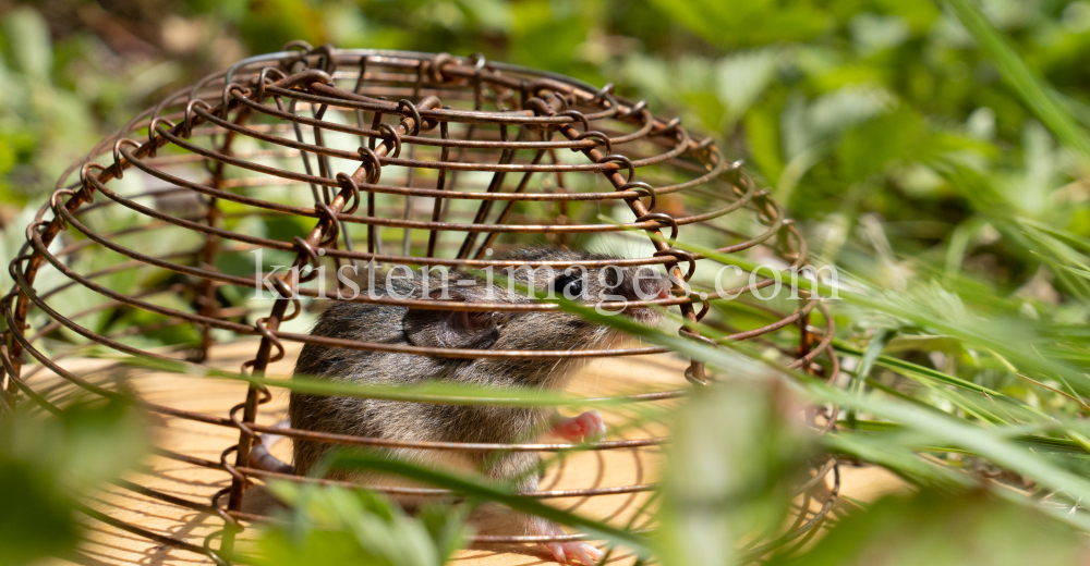 Maus in der Mausefalle / Innsbruck, Tirol, Austria by kristen-images.com