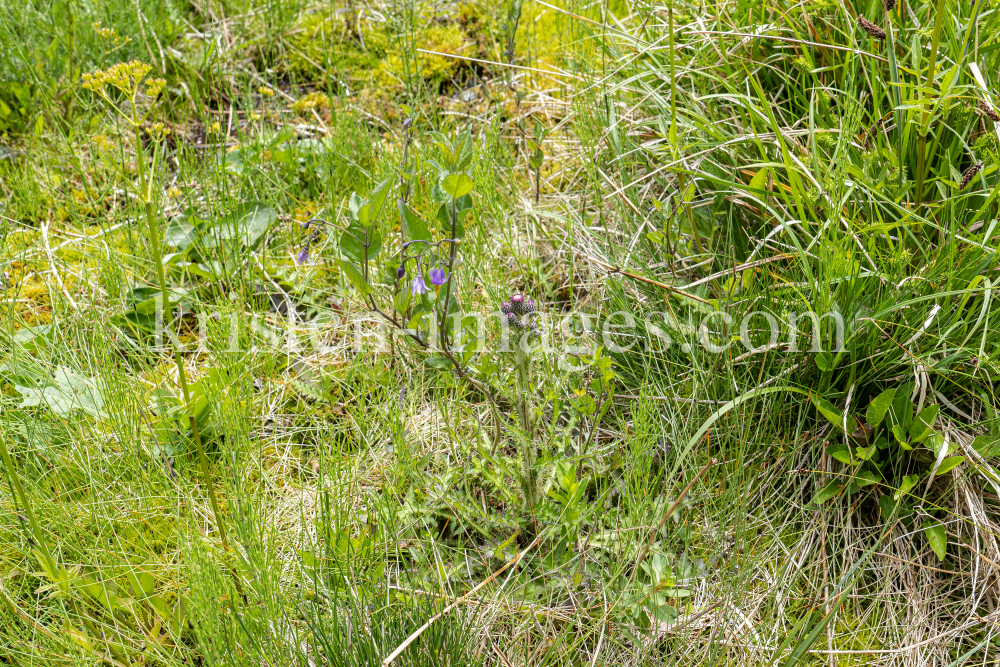  Bach-Kratzdistel, Cirsium rivulare, Distel by kristen-images.com