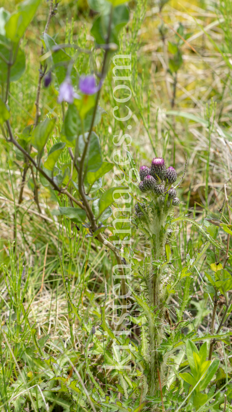  Bach-Kratzdistel, Cirsium rivulare, Distel by kristen-images.com