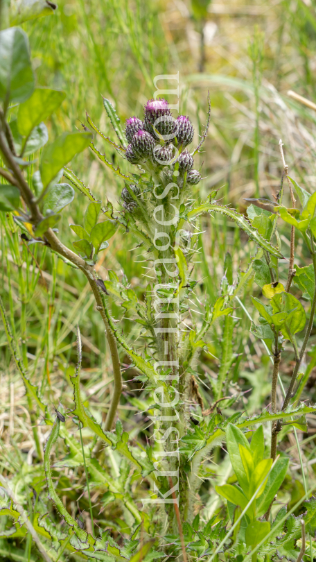  Bach-Kratzdistel, Cirsium rivulare, Distel by kristen-images.com