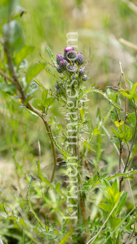  Bach-Kratzdistel, Cirsium rivulare, Distel by kristen-images.com