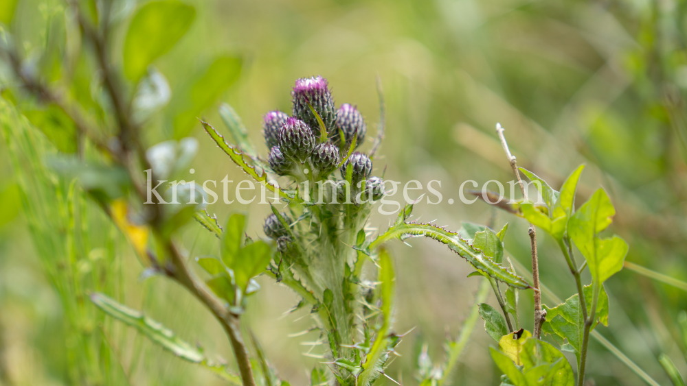  Bach-Kratzdistel, Cirsium rivulare, Distel by kristen-images.com