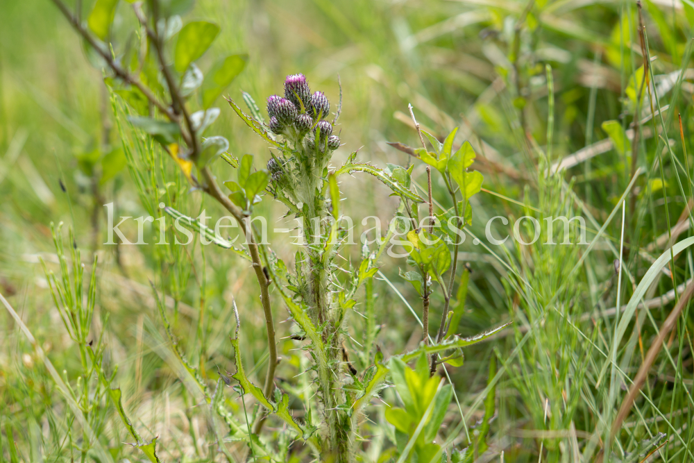  Bach-Kratzdistel, Cirsium rivulare, Distel by kristen-images.com