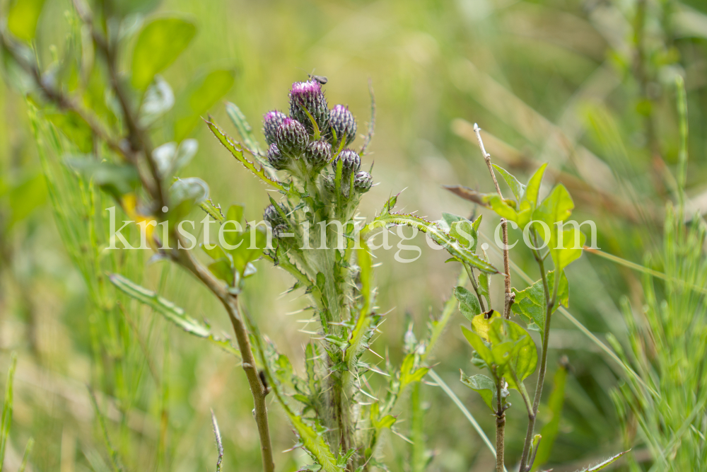  Bach-Kratzdistel, Cirsium rivulare, Distel by kristen-images.com