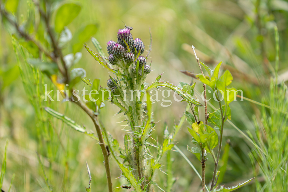  Bach-Kratzdistel, Cirsium rivulare, Distel by kristen-images.com