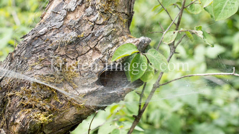 Spinnennetz am Baum, Baumstamm by kristen-images.com