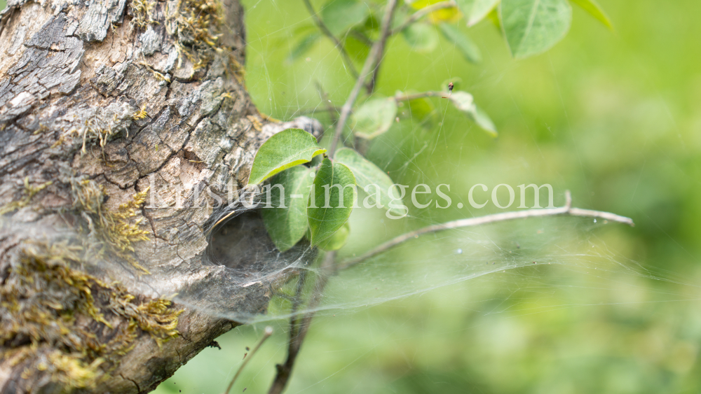 Spinnennetz am Baum, Baumstamm by kristen-images.com