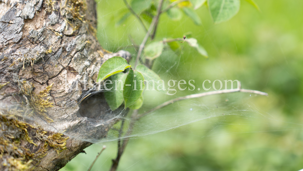 Spinnennetz am Baum, Baumstamm by kristen-images.com