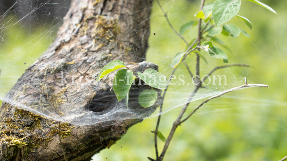 Spinnennetz am Baum, Baumstamm by kristen-images.com