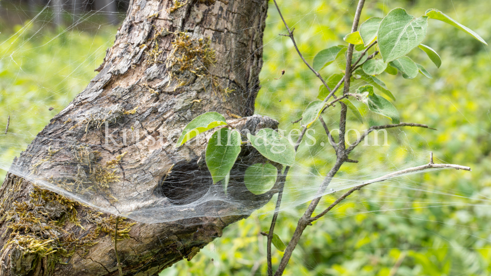 Spinnennetz am Baum, Baumstamm by kristen-images.com