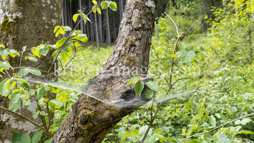 Spinnennetz am Baum, Baumstamm by kristen-images.com