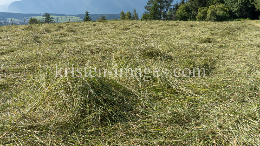 Heu auf einem Feld, Heumahd / Tirol, Austria by kristen-images.com