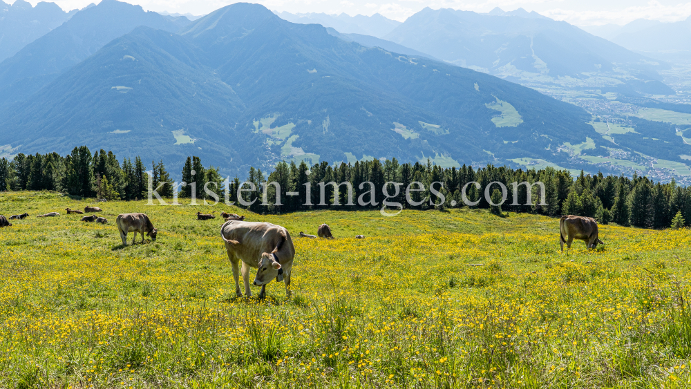 Kühe am Patscherkofel, Tirol, Austria by kristen-images.com