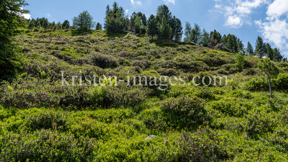 Almrosen, Alpenrosen / Zirbenweg, Patscherkofel, Tirol, Austria by kristen-images.com