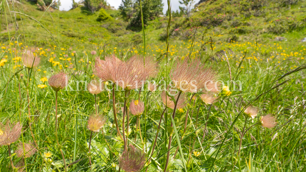 Alpen-Anemone / Patscherkofel, Tirol, Austria by kristen-images.com