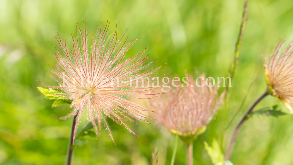 Alpen-Anemone / Patscherkofel, Tirol, Austria by kristen-images.com