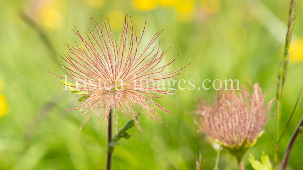 Alpen-Anemone / Patscherkofel, Tirol, Austria by kristen-images.com