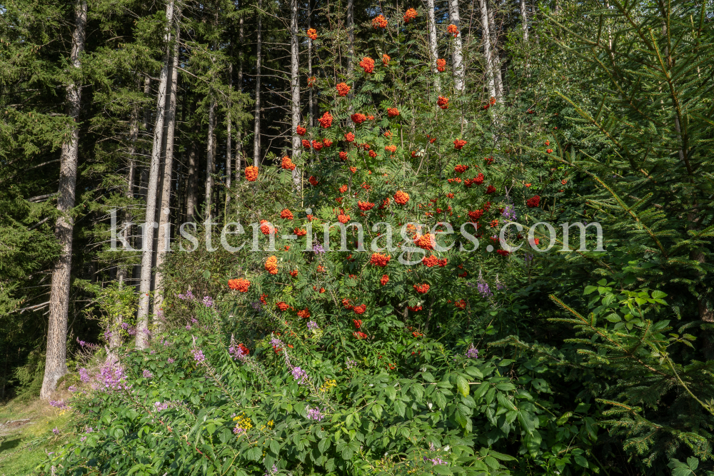Vogelbeere, Eberesche, Sorbus aucuparia by kristen-images.com
