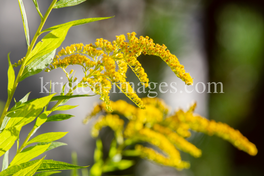 Kanadische Goldrute, Solidago canadensis by kristen-images.com