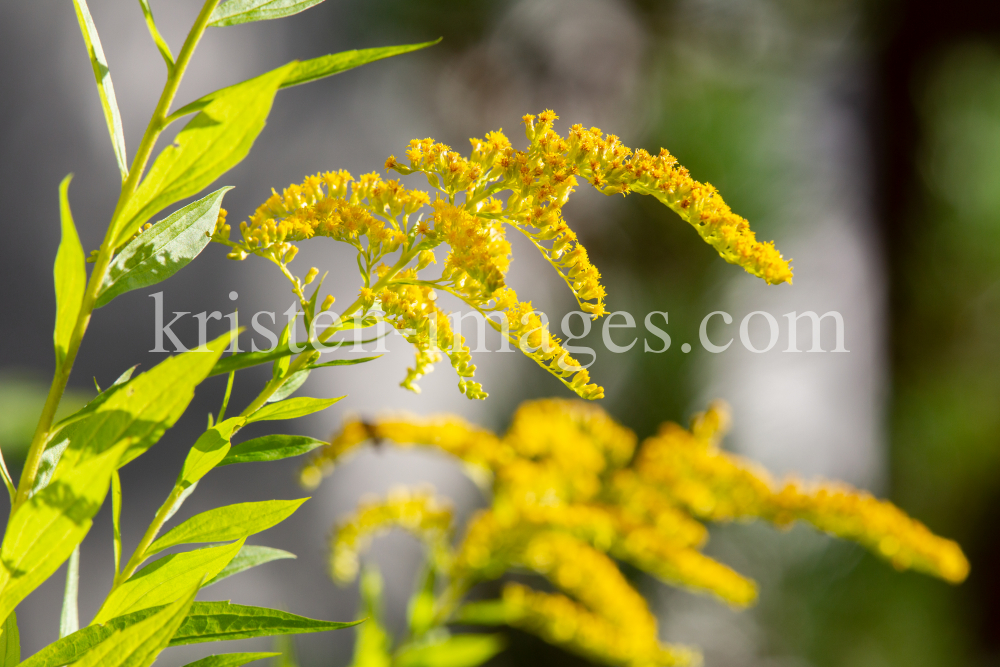 Kanadische Goldrute, Solidago canadensis by kristen-images.com