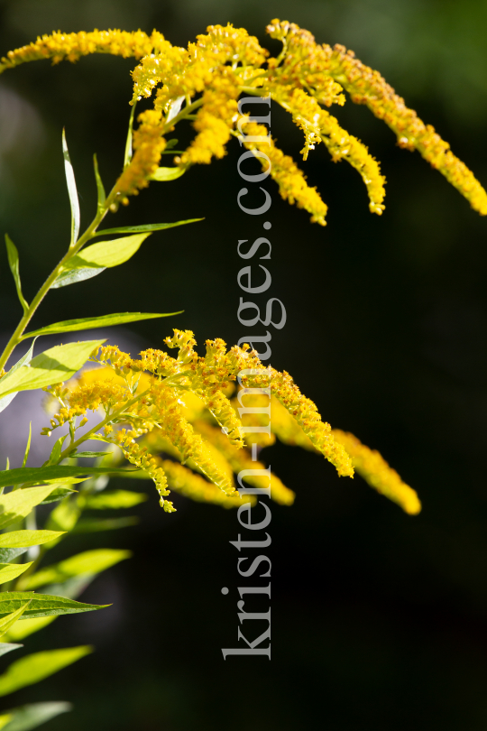 Kanadische Goldrute, Solidago canadensis by kristen-images.com