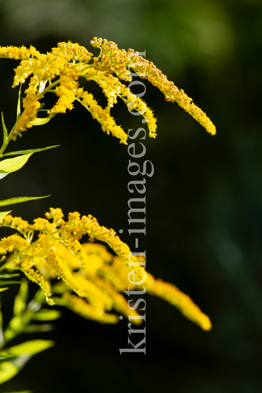 Kanadische Goldrute, Solidago canadensis by kristen-images.com