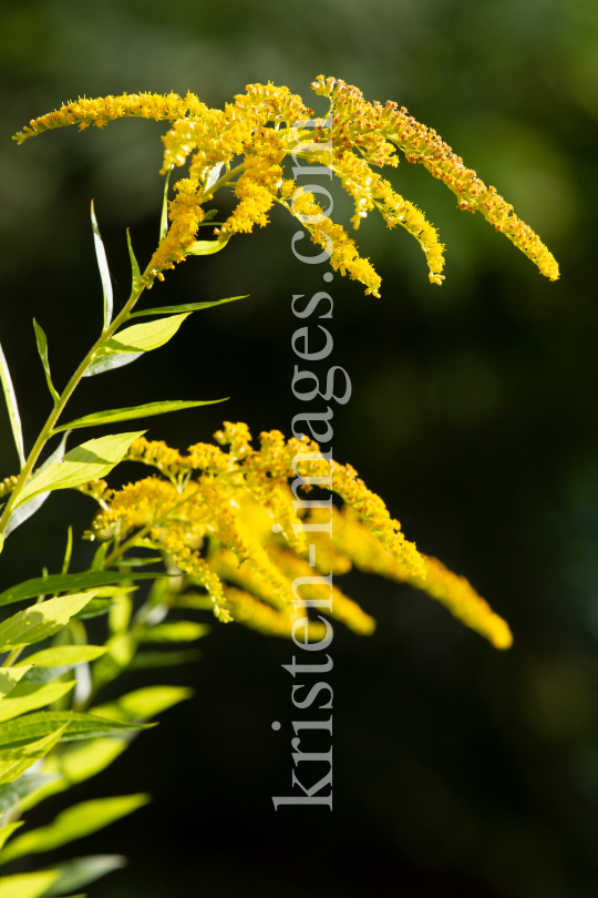 Kanadische Goldrute, Solidago canadensis by kristen-images.com