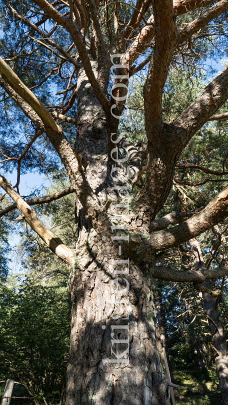 Kiefer, Föhre, Pinus, Pinaceae  by kristen-images.com