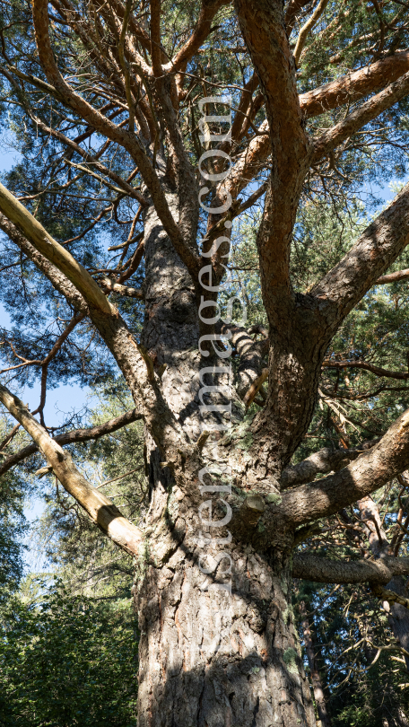 Kiefer, Föhre, Pinus, Pinaceae  by kristen-images.com