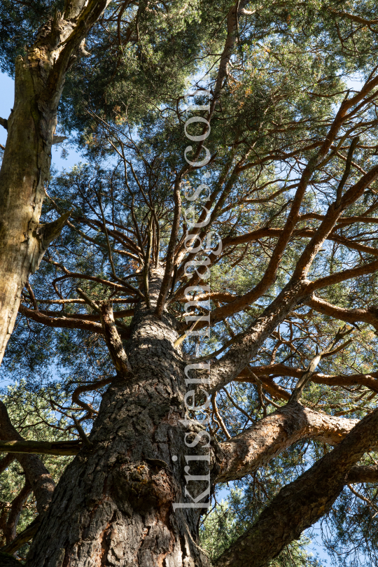 Kiefer, Föhre, Pinus, Pinaceae  by kristen-images.com