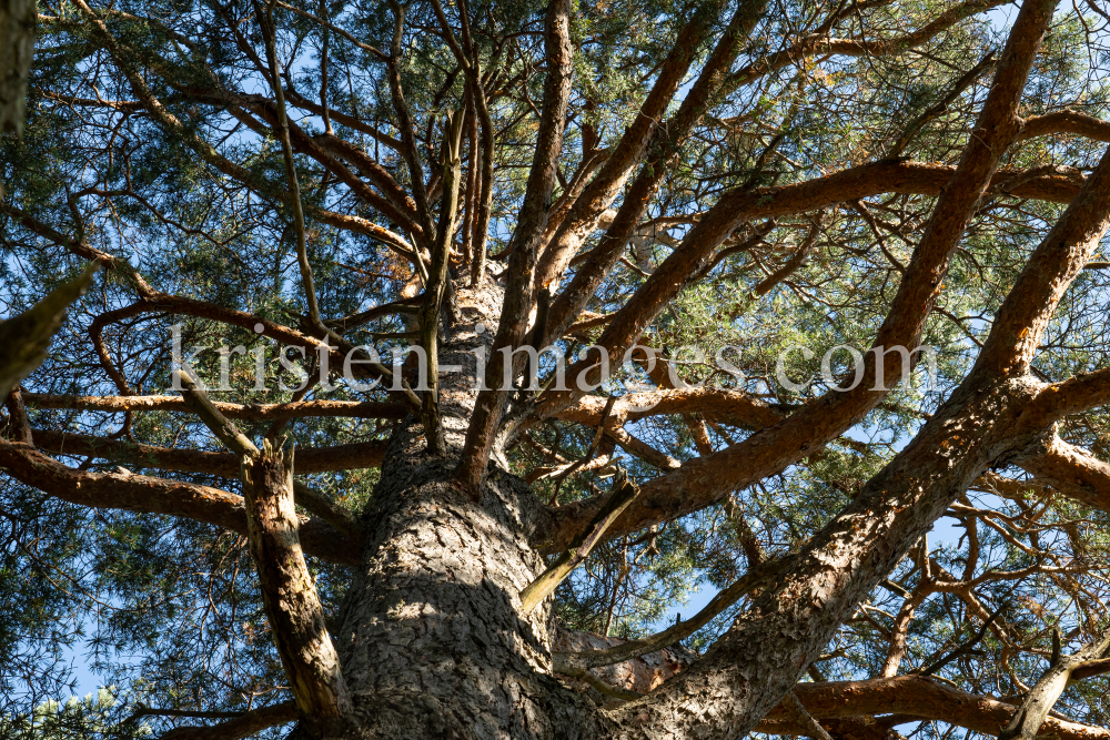 Kiefer, Föhre, Pinus, Pinaceae  by kristen-images.com