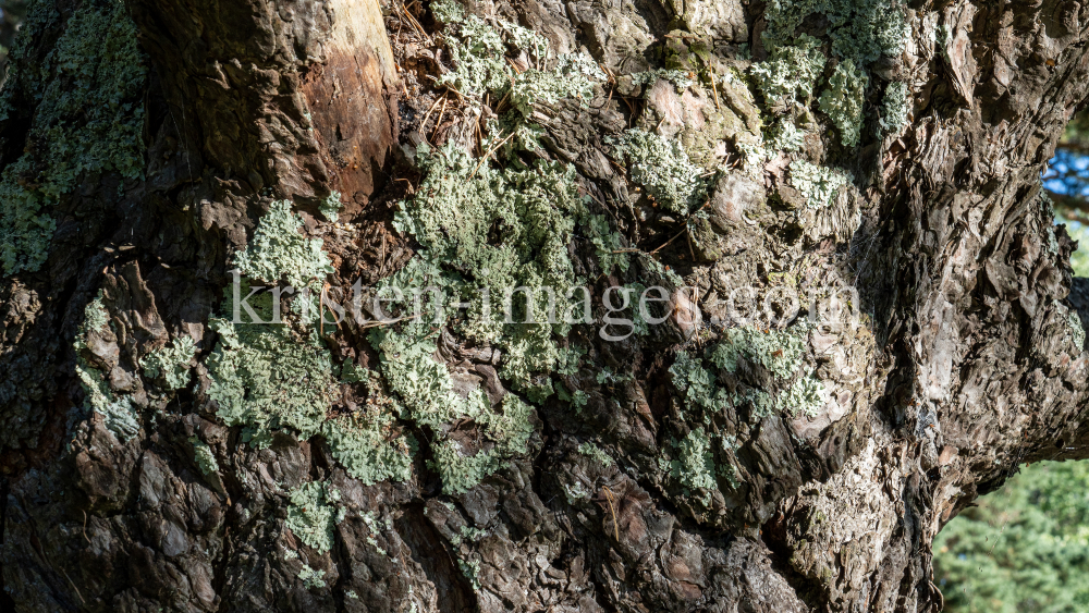 Kiefer, Föhre, Pinus, Pinaceae  by kristen-images.com