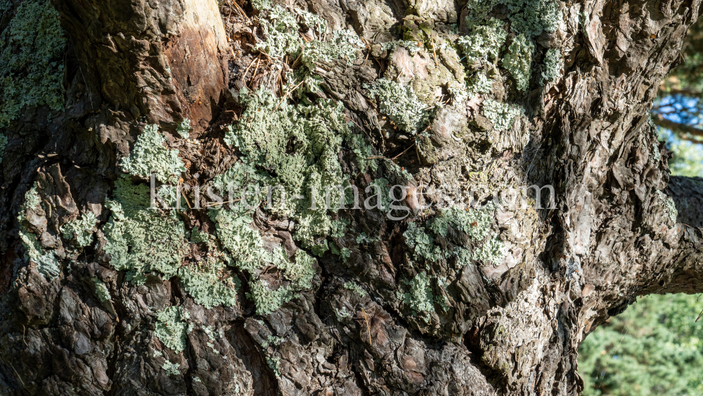 Kiefer, Föhre, Pinus, Pinaceae  by kristen-images.com