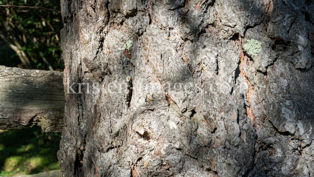 Kiefer, Föhre, Pinus, Pinaceae  by kristen-images.com