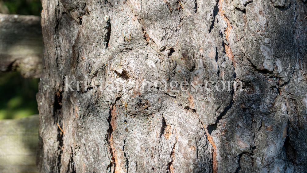 Kiefer, Föhre, Pinus, Pinaceae  by kristen-images.com