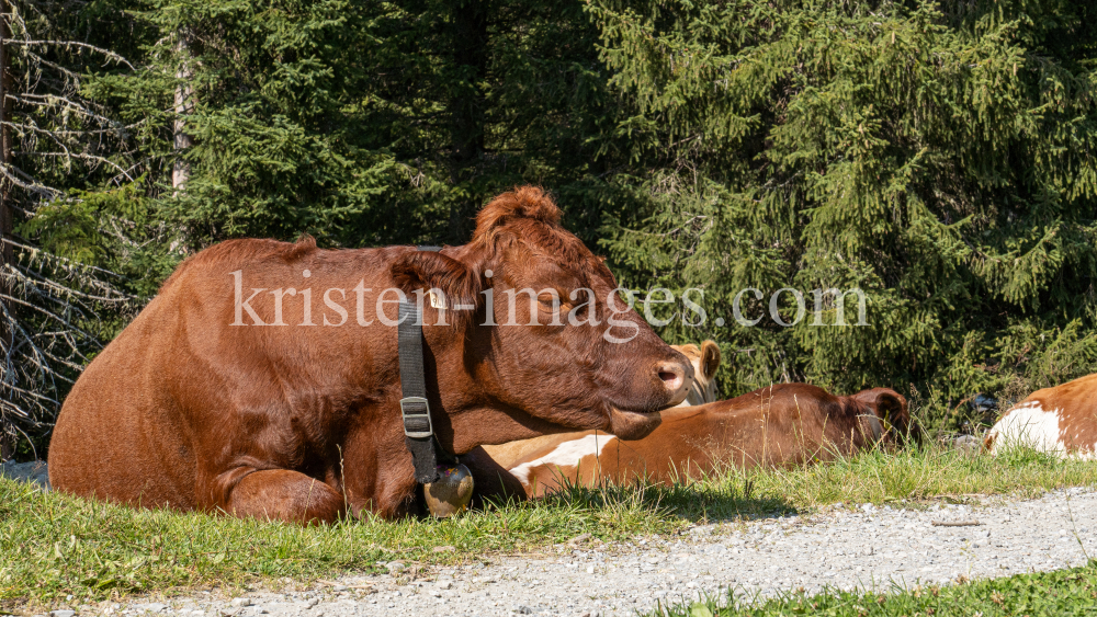 Kühe im Viggartal, Ellbögen, Tirol, Austria by kristen-images.com