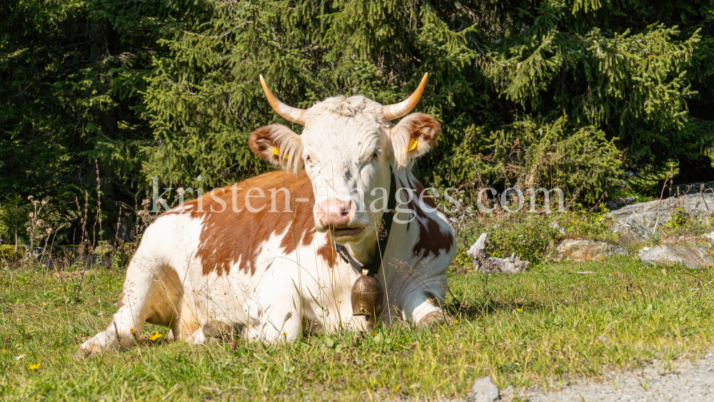 Kühe im Viggartal, Ellbögen, Tirol, Austria by kristen-images.com