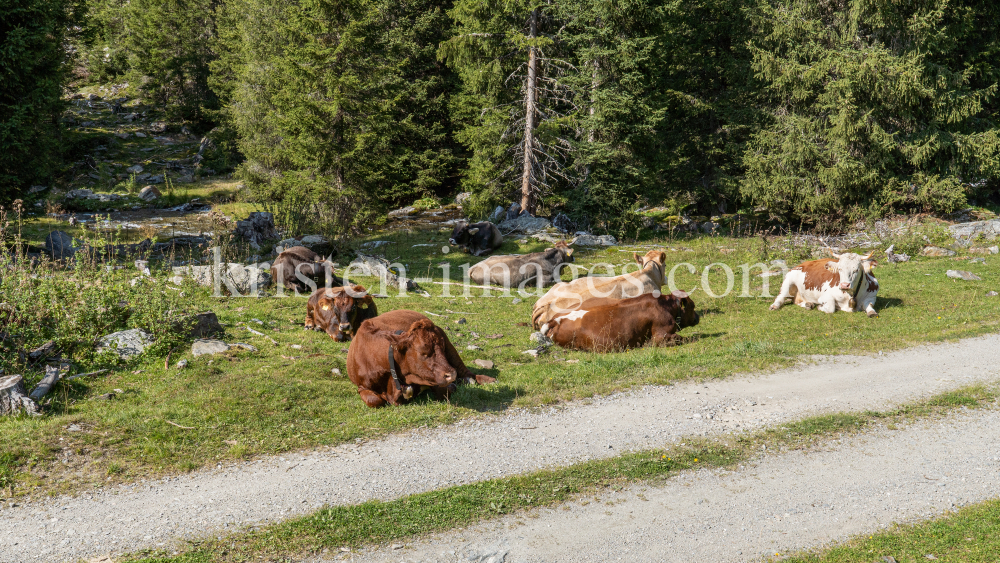 Kühe im Viggartal, Ellbögen, Tirol, Austria by kristen-images.com