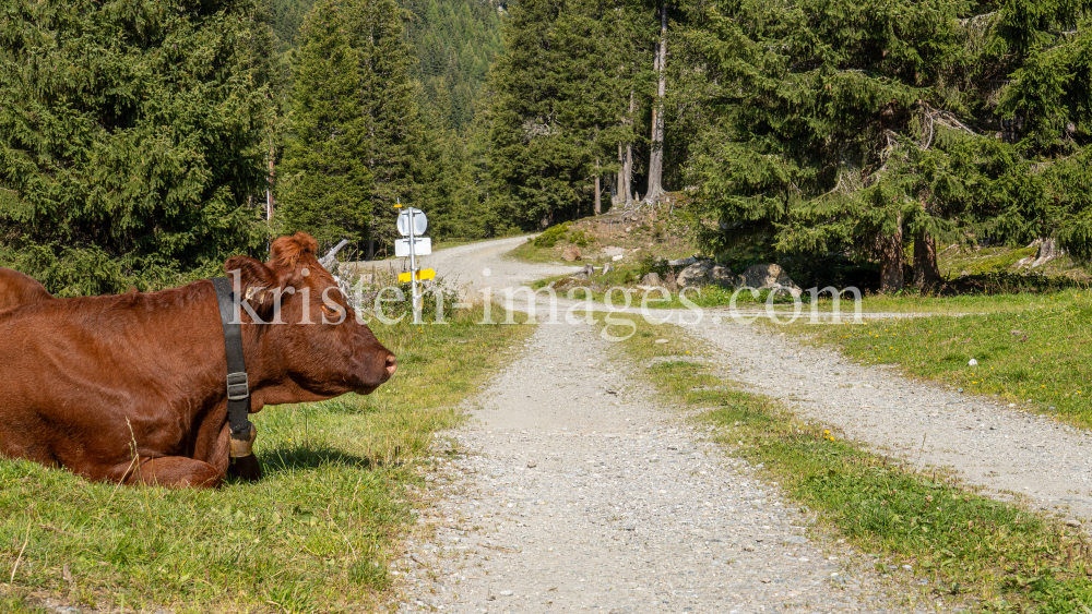 Kühe im Viggartal, Ellbögen, Tirol, Austria by kristen-images.com