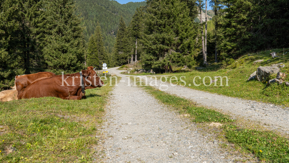 Kühe im Viggartal, Ellbögen, Tirol, Austria by kristen-images.com